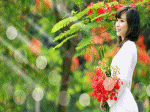 phượng hồng và hoa nắng
