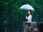 mưa che dù