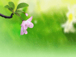 mưa bụi mùa xuân, hoa đào hoa mai