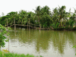 đời sống thôn quê, sông, cầu ao, cuốc đất trâu ăn cỏ