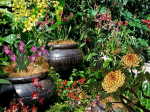 vườn hoa sau nhà