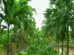 vườn cau lá trúc cây đa bến nước
