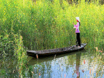 canh bông điên diển cá linh