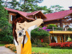 chụp hình, múa lân, vui xuân