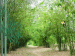 thôn quê, áo dài bay, xe ngựa, đón mẹ đi chợ về