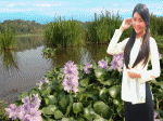 thôn nữ bên hoa bèo, cưỡi trâu, chèo ghe hái bông điên điển
