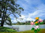 hoa cúc hồ Xuân Hương Đà Lạt