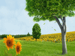 mối tình đơn phương và hoa dã quỳ