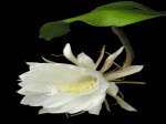hoa quỳnh trong mưa đêm