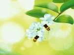 ong hút mật, sầu riêng, mướp cào cào