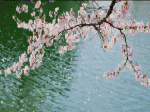 tuổi già chống gậy