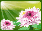 bướm vàng lượn bên hoa cúc chén trà
