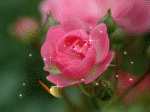 bướm vờn hoa hồng
