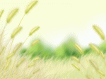 Cô gái thơ thẩn trên đám cỏ đuôi chồn