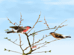 chim nhảy trên cành, đàn, họa