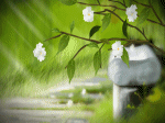 đóa hoa tàn rơi rụng