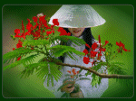 phượng đỏ và học sinh