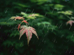 mưa