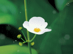 hoa và bướm