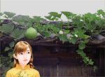 áo vàng dưới giàn bầu