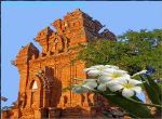 Hoa sứ Tháp chàm