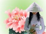 áo trắng nón lá bên hoa