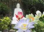 tượng phật và sen